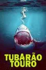 Baixar Tubarão Touro Dublado (2022) FLIX MP4